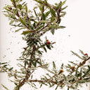 Tea Tree Skin Clearing Facial Wash