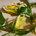 عطر يلانج يلانج